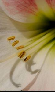 10157252_1407421112900068_3227249555561504462_n