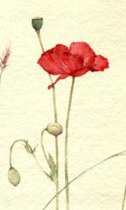 10404857_1419820974993415_8875163834506888709_n