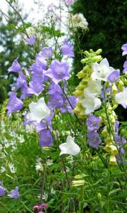 10612701_1397654377210075_5116583799910658894_n