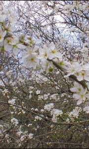 10647089_1406637046311808_5309975386051861164_n