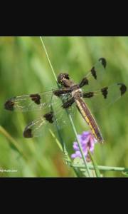 11012871_1408841292758050_172605388646663367_n