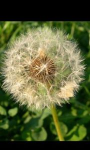 11076217_1412820745693438_2075904719403816553_n