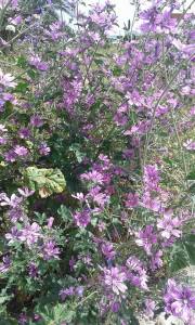 11206009_1424425867866259_374502322806195065_n