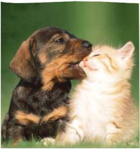 11390000_10206312093908769_5488056288656994260_n