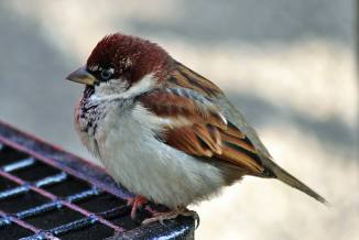 11960008_10206928260312544_4529081984955612373_n