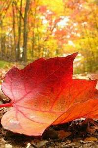 12196163_1473716399603872_3951093105764163592_n