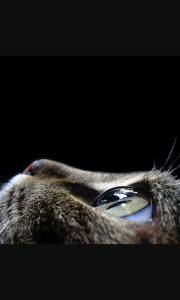 1383840_1400685146906998_7504384224535455585_n