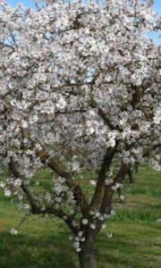 1510715_1409539026021610_4826324776964247100_n