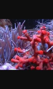 1514964_1410882732553906_3364314089834255618_n