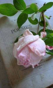 1908146_1433070370335142_6108530599074506676_n