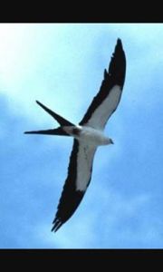 21172_1410533842588795_2952880265511116864_n