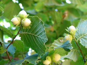 nocciolo-albero-luglio-centro-italia-byflickrcc20_peterastn