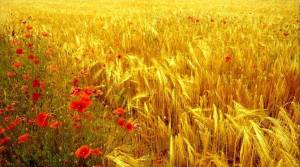 10487232_306166679570694_1973724834262928132_n