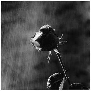 10686653_10203446441394506_7872073473273262041_n