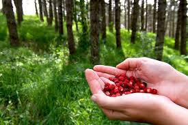 11039298_398611243659570_6208989856203786411_n