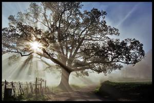 11074296_10203455879390450_2289778949478519045_n