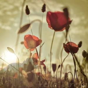 11233543_10203699446759482_2485582756245951087_n