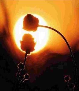 12243552_10204633722155783_608046706057389127_n