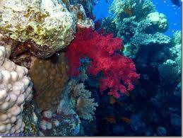 1425712_318951671625528_5256756072762337954_n